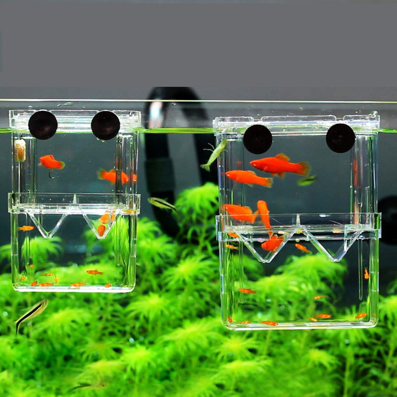 Betta Fish Tank - Pfau Fisch Zucht Isolation Box Aquarium