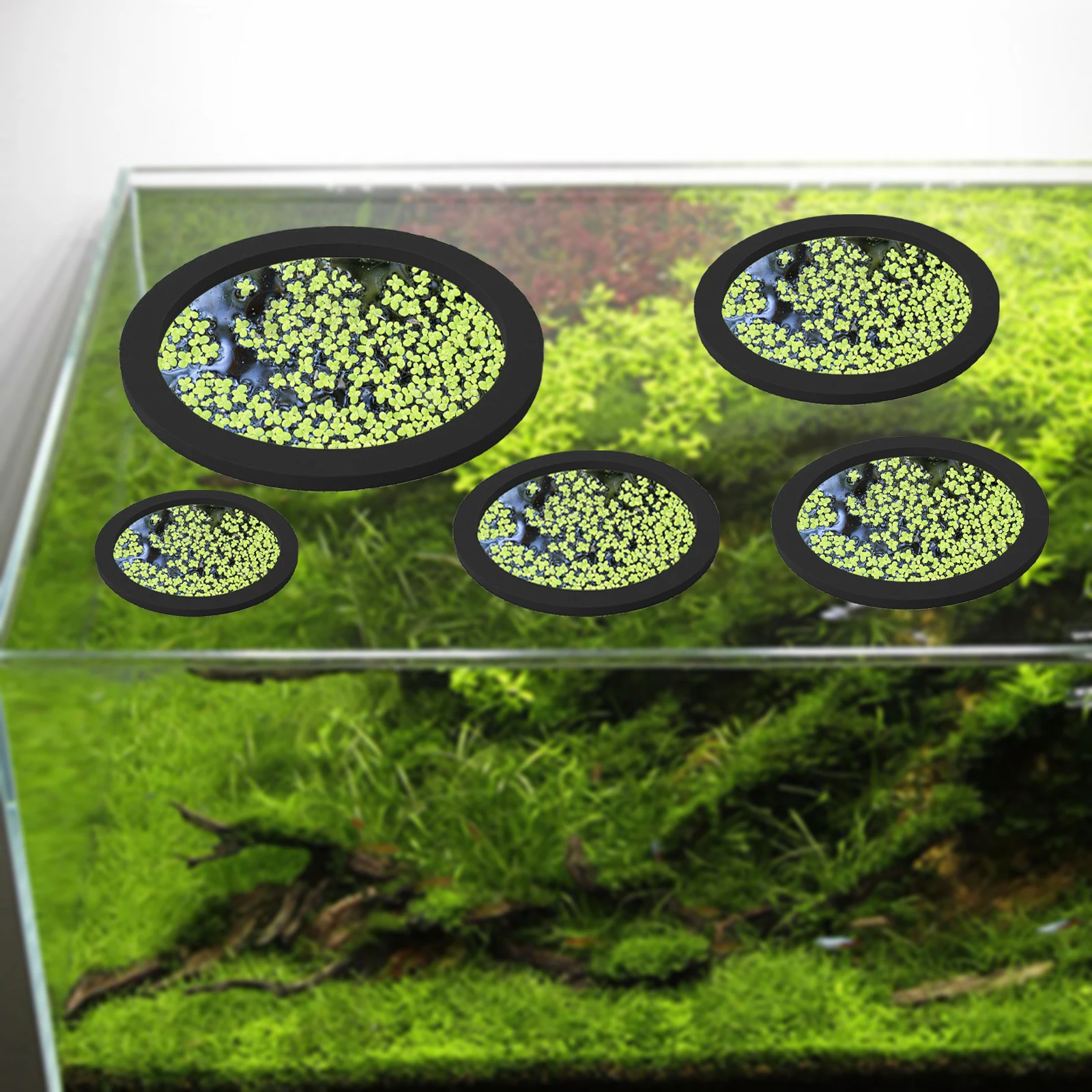5Pcs EVA Fisch Fütterung Ring  – Fish Aquarium Home Bewertung und Preis