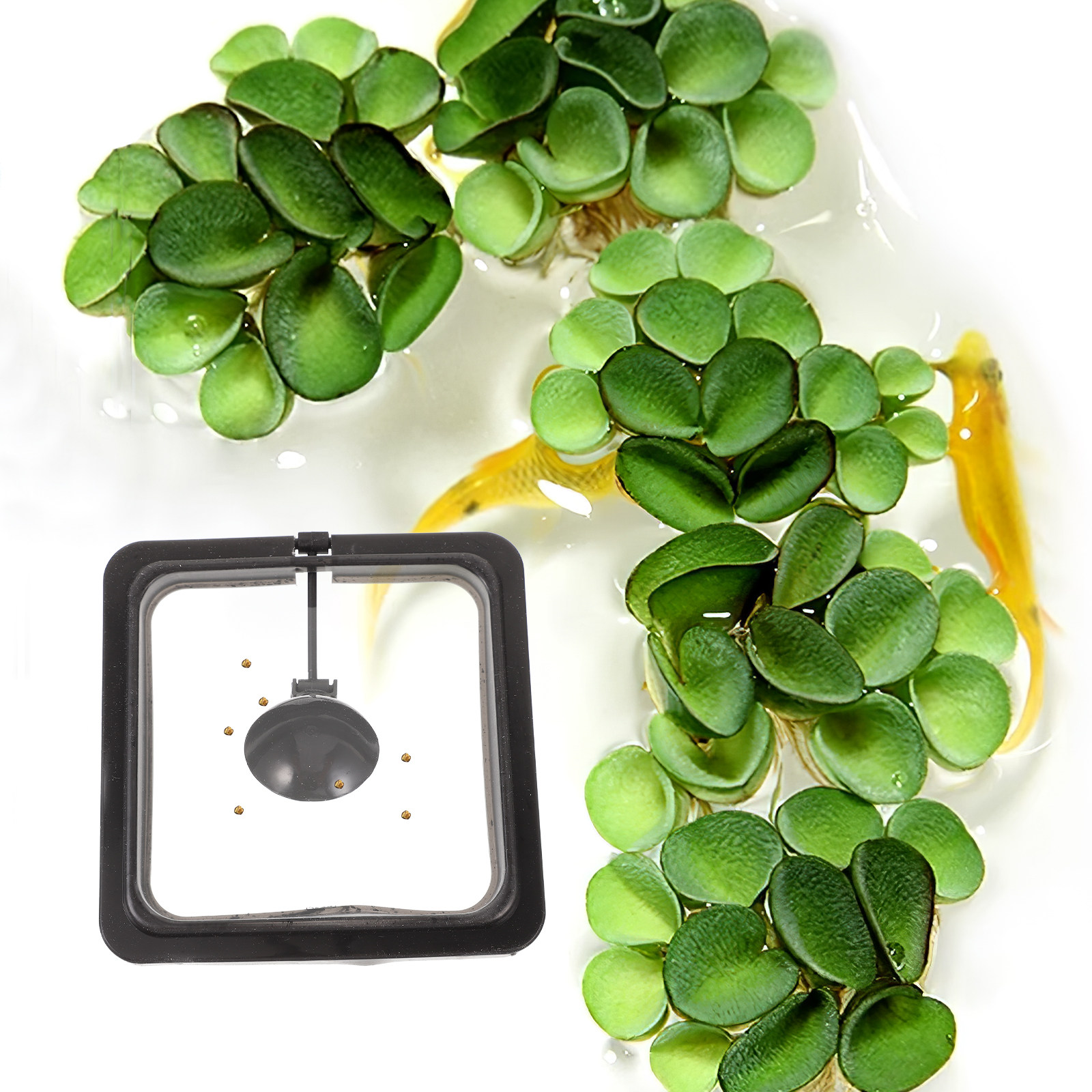 Aquarium-Fischfutterring, quad – Aquarium Fish Keeping Bewertung und Preis